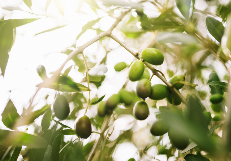 corning-olives