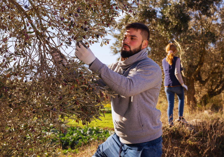 olive-farming-corning